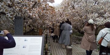 令和3年コロナに負けず京都・奈良の桜の下を歩きたい！その1、仁和寺編（2021年4月5日、5泊の旅）