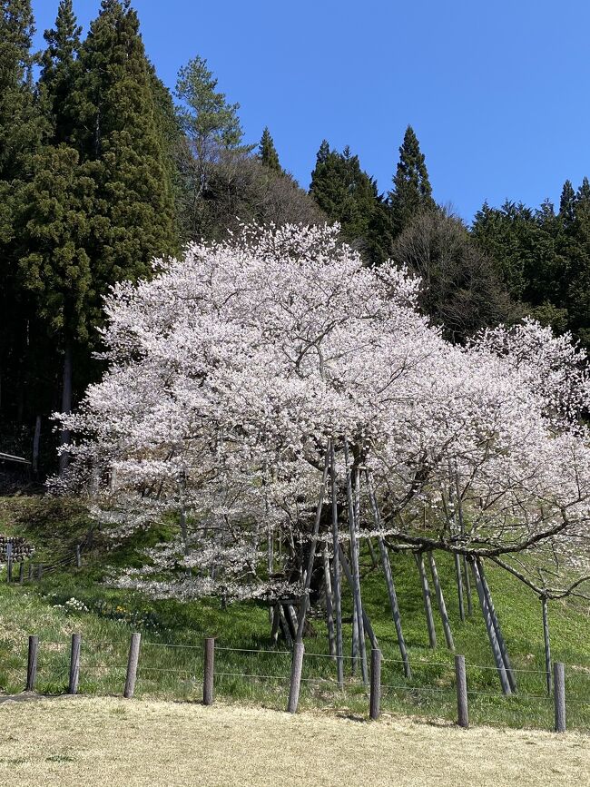 まん防でも緊急事態でもない時ではあるので、密を出来る限り避けて花を愛でて参りました。備忘録として‥