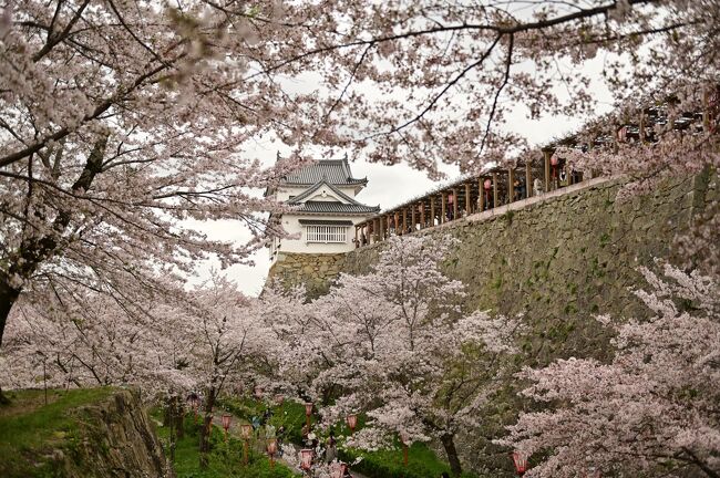 　津山城跡を中心とする鶴山公園は中国地方を代表する桜の名所だ。2020年は新型コロナウイルスの影響で「津山さくらまつり」は中止となったが、翌21年は飲酒や食べ歩きの中止など一部制限があったものの、開催された。他の花見名所と違い、花見エリアが有料ゾーンになっているため、検温などのチェックが可能だからだ。21年は記録的に開花が早く、4月3日の時点で花吹雪が舞っていたが、咲きぶりは例年通りだった。