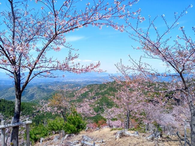 2021年吉野の桜と飛鳥散策①吉野