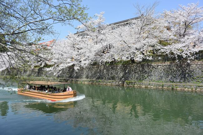 紅葉の時期には行きましたが、桜の京都に初めて行ってきました。<br />幸い天候に恵まれて美しい桜を堪能出来ました。<br />