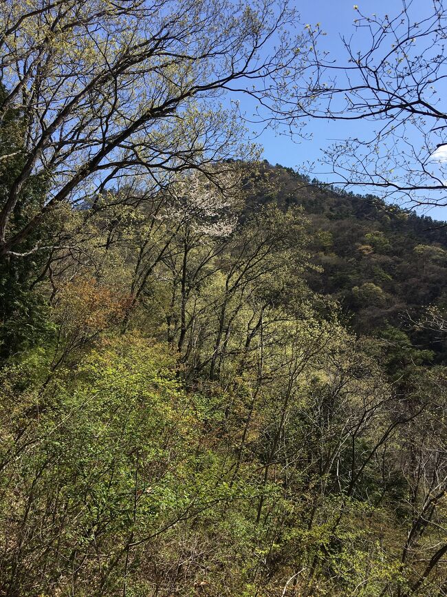 リニア実験線が山を貫く九鬼山へ行きました。<br />行きは禾生駅、帰りは田野倉駅を利用。<br />お天気にも恵まれ春の花々にも出会い、素敵なハイキングとなりました。