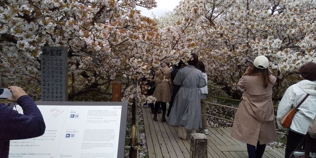 写真は今回の旅の初日に訪れた仁和寺の御室桜の庭園です。<br /><br />大勢の観光客が背丈の低い御室桜の花びらの下をくぐりながら<br />満開の桜の森に吸い込まれていくようです。<br />なんだか恐ろしいような不安な気持ちが胸に浮かんできました。<br />その理由は後ほど小説『桜の森の満開の下』の所で説明します。<br /><br />（ところで話は変わりますが）<br />昨夜（2021年4月15日木）のニュースで私たちが住む<br />町にもコロナの「まん延防止等重点措置」適用されえることが発表<br />されました。<br />期間は4月20日（火）から5月11日（火）の22日間ということです。<br />先月の3月22日（月）に緊急事態宣言が解除されて1か月しか日常生活<br />を保つことが出来ませんでした。<br />私たちも「旅への希望」という道を再度閉じられてしまったので<br />とても残念な気持ちがしています。<br />国民に明日の希望を与えられない国や自治体の在り方に疑問を<br />感じぜざるを得ないと思っています。<br />今日から何か「明日の楽しみ」を探さなくては…。<br /><br />（話は旅のブログに戻ります）<br />私たちは京都駅に到着しすぐに情報収集を開始しました。<br />まず最初に京都の観光案内センターを訪問します。<br />カウンターで「今日の桜の満開が見れるスポットは何処ですか？」<br />と聞いてみました。<br />すると担当の方から<br />「今年は気温が暖かく例年よりも早く開花してもう満開の<br />ピークが過ぎているところが多いです。」という回答です。<br />テレビでは「今年は100年ぶりに暖かい3月でした。」と解説して<br />いました。<br />「どこかまだ満開の桜を見る観光スポットがありますか？」<br />と質問すると<br />「仁和寺の御室桜は遅く咲く種類ですからまだ大丈夫です。」<br />という説明を聞いてまずは一安心。<br />私たちは早速に仁和寺へと向かいました。<br /><br />『願わくは花の下にて春死なんその如月の望月の頃』（西行）<br /><br />遍歴の人、西行さんは春の満月のころに桜の花の下でこの世を去る<br />ことを願い、その言葉の通り3月末ごろ桜が咲くころに逝去したと<br />言われています。<br /><br />今回の旅に出発する前にポルトガルのファド歌手で有名な<br />アマリア・ロドリゲスさんの「Primaver（プリマベーラ）春」<br />が聴きたくなって何度も聴いてしまいました。<br />歌詞の最後の所に「Ter morrido nesse dia」という表現が<br />あります。<br />翻訳すると「その（春の）日に私は死んだの。」<br />（tomo拙訳）となるのでしょうか。<br />アマリアさんのPrimaveraと西行の吉野桜とが共振しているのを<br />感じてしまいました。<br /><br />（ご参考）アマリアさんの歌ではありませんが<br />you-tube でMariza さんの” Primavera” - Lisbon -live<br />（2008年4月月14日配信版）をよく聞いていました。<br />ポルトガルギター演奏者の表情が”サウダーデ（saudades）”<br />を見事に表現していると思います。<br />Saudades ：孤愁<br />（例文）Saudades de vocês（あなたがいなくて寂しい）.<br /><br />ところで山折哲雄さんは『西行巡礼』の中で<br />「日本の文化を知るには、日本人と桜の関係を知るのが近道ですよ。」<br />と外国から来た人に説明していたと書いています。<br />日本人と桜ですぐに思い出されるのが西行さんです。<br />私たちは吉野山の満開の桜を見ることを楽しみにして吉野山の奥千本<br />と西行庵も訪ねました。<br />ブログの後編でその時の顛末についても報告する予定です。<br /><br />最後に、今回のブログの「その5」の最終部分にも載せましたが<br />曽野綾子さんの著書『老いの才覚』に書かれている<br />「冒険は老人の特権である」（第6章、”孤独と付き合い、<br />人生をおもしろがるコツ”）という言葉が今も頭の中に共鳴して<br />います。<br />旅という冒険は私たち成熟世代（老人たち）の特権だと思います。<br />これからも旅を続けたいですね。<br />※『人は成熟するにつれて若くなる』（ヘルマン・ヘッセ著、<br />岡田朝雄訳、草思社文庫、2011年12月15日　第1刷発行）<br /><br />＜旅のスケジュール＞<br />春の桜、京都・奈良旅スケジュール<br />04月05日（月）JR東海ツアーズ2泊付二人で75800円<br />のぞみ5号東京06:30発⇒京都08:45着、普通車指定席<br />1-2日目：三井ガーデンホテル京都四条<br />禁煙スタンダードツイン（本館）朝食あり<br />5日は京都市内で桜見物、6日は比叡山延暦寺観光<br /><br />4月7日水曜日、9時、大阪経由で奈良へ移動<br />近鉄奈良観光3日間フリーチケット一人3,050円難波の窓口で購入<br /><br />2021年4月7日水曜日から2泊、9日10:00まで朝食込み<br />ルートイン桜井駅前大字桜井1227-5奈良県桜井市, 633-0091<br />ツイン温泉ブッキングコムから予約。当日20,655円支払う。<br /><br />4月8日は吉野、奥千本（西行庵も行く）観光など。<br />中千本経由、路線バス8：35竹林院行き始発、<br />9：05奥千本口行き始発竹林から奥千本400円<br />ロープウエイ料金は一人450円<br />4月9日、午前は長谷寺観光、午後は京都へ移動<br /><br />2021年4月9日金曜日14:00からチェックイン	<br />ホテル グランバッハ 京都 セレクト、ツイン温泉あり。<br />烏丸から5分大丸近く<br />朝食込み和重箱、洋、選択	1泊, 1部屋￥7,890<br /><br />4月10日（土）のぞみ228号、京都14:13発→品川16：18着<br />普通車指定席<br />