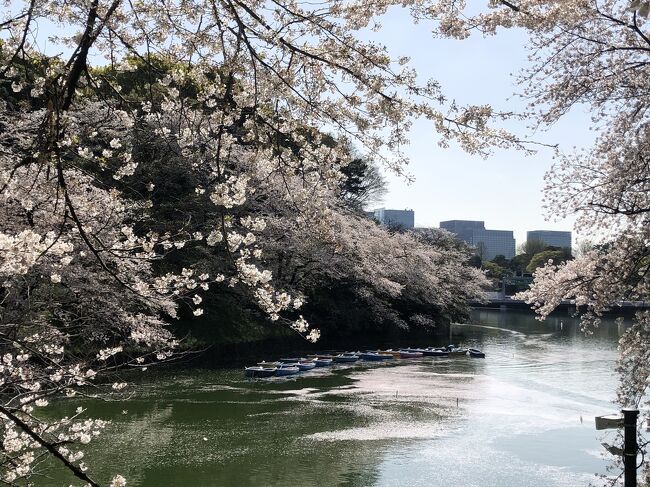 3月下旬、千鳥ヶ淵へ散り始めの桜を見物