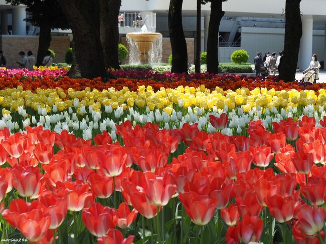 ガーデンネックレス横浜2021のチューリップ12万本が咲き誇る横浜公園から日本大通り、山下公園を散歩してきました。<br />カラフルなチューリップの花でリフレッシュ!<br /><br />毎年楽しみにしている横浜公園と昭和記念公園(立川)のチューリップですが、今年は昭和記念公園まで出掛けるのは我慢して近場の横浜公園だけにしました。<br /><br />2017年の「全国都市緑化よこはまフェア」を継承し、横浜の街を花と緑でネックレスのようにつなぐ「ガーデンネックレス横浜」が今年で5回目を迎えました。<br />会期中は、横浜を象徴する港の景観とともに、桜、チューリップ、バラとリレーするように花が移り変わり、春の装いを楽しむことができます。<br /><br />・桜:見頃3月下旬~4月上旬<br />(さくら通りや汽車道、山手エリアなどで約300本の桜に彩られます。)<br />・チューリップ:見頃4月上旬~4月中旬<br />(みなとエリア全体では30万本のチューリップが彩ります。)<br />・バラ:見頃5月上旬~5月下旬<br />(港の見える丘公園、山下公園などで横浜市の花であるバラが楽しめます。)<br />~公式ガイドブックより~<br />