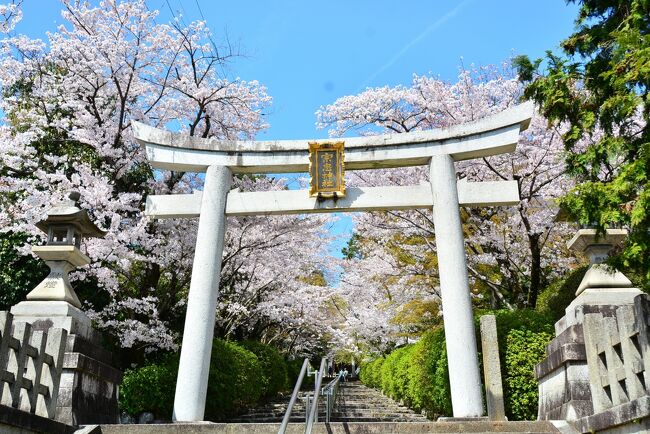 コロナに振り回されて早一年...未だ収束の気配すらない。<br />緊急事態宣言が出されるももうコロナ慣れしてしまっていて効果はないように思うが、発令中は一応自粛しているつもりだ。<br />旅は最高のデトックスなのに、今年に入ってからも既に4つもキャンセルしていてもう限界。<br /><br />昨年11月に京都に行って遅ればせながらも美しい秋を満喫して、今度は春に行くぞ！なんて冗談めいて言っていたが、椿・桜を見たくなってよし実行だ！と計画を立ててみた。<br />紅葉は外したけど見事に桜はドンピシャな時を見られて最高～<br /><br />状況は日々変わるので不安ではあったけど、今回は奈良に住む4トラ仲間のガブリエラさんことガブちゃんにも会いに行ってみよう。せっかくだから誰か誘うかな？ってことでmilkちゃんをお誘いしてみた。<br />奈良では五黄の寅さんも加わって楽しい可笑しい夕飯タイム♪もう4トラ通り越しての仲良しさんばかりで嬉しい限り。<br />そして最終日には大阪に住むakikoさんもお誘いしてアフタヌーンティーも楽しみました！！<br /><br />直前までホントに行けるのか？なんて思っていたけど、一応緊急事態宣言も解除されたので予定通りGo♪<br />安くて快適な夜行バスに味をしめたので今回も往復夜行バスだよん( *´艸｀)<br />milkちゃんは仕事の都合上私より1日遅れで入洛。<br />今回は色々4トラ友にも会えて、milkちゃんとたくさん食べ歩きして本当に楽しかった♪<br />奈良の1日だけ雨にたたられたけど、あとはお天気にも恵まれ始終笑いっぱなしのmilkちゃんと私でした(*^^)v<br />まずは京都の北から南からと実に38000歩一人で歩き倒した初日から（笑）<br /><br />3月26日(Fri)<br />23:25新宿バスタ→<br /><br />3月27日(Sat)ロイヤルツイン京都八条口泊<br />5:40京都八条口<br /><br />3月28日(Sun)日航奈良泊<br />京都→奈良<br /><br />3月29日(Mon)ロイヤルツイン京都八条口泊<br />京都散策<br /><br />3月30日(Tue)ロイヤルツイン京都八条口泊<br />京都散策<br /><br />3月31日(Wed)<br />22:45京都八条口→<br /><br />4月1日(Thu)<br />5:30新宿バスタ<br /><br />Vol.1　https://4travel.jp/travelogue/11685063<br />Vol.2　https://4travel.jp/travelogue/11685574<br />Vol.3　https://4travel.jp/travelogue/11686731<br />Vol.4　https://4travel.jp/travelogue/11687047