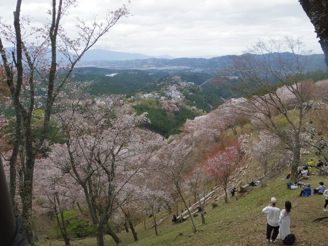 あまりに有名な吉野山の千本桜、昨年行こうと思っていたのに4月に入ると自粛でそれどころではありませんでした。<br />4月になれば仕事が一段落するので、今年は4月2日夜から京都4泊の予定を入れておいたところ、今年は桜の時期が非常に早くなりました。<br />吉野の桜は下から上まで、どこかが満開になっていそうです。<br />4月4日からは天気がくずれる予報だったので4月3日(土)行ってきました。<br />前日、仕事終わってから、そのまま新幹線に乗って京都泊しておいてよかった!<br />