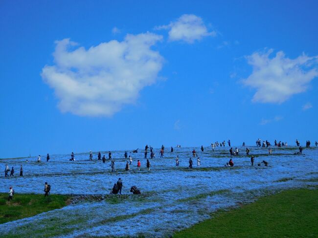 吸い込まれそうな青の世界！ひたち海浜公園 ５分咲きのネモフィラ（花めぐりの旅'2021春①）