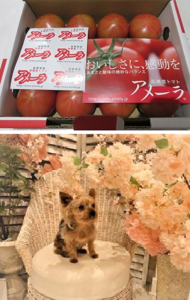 軽井沢に犬を連れて泊まろう・・<br />たまたま旧軽のルシアンが空いてたのでポチリ。<br />2人で行くはずが3人になり、ルシアンは2人部屋しか空いてない・・<br />1人は近くのリブマックスにしよう・・と思って検索すると・・出ません。<br />リブマックスに電話したら、旧軽のホテルはしばらく休業だって!!<br />音羽の森もルグランも土曜泊1人は高い・・Googleマップとブッキングコムで探して見つけたのがエレガンスです。エレガンスでは、犬連れルシアンと行ったり来たりする人いるって・・皆、ホテルを探すのね・・<br />旧軽は便利で、街が明るく楽しく、行ったり来たりが苦になりません。<br /><br />せっかく行くならと、ミッションを作りました。<br />①碓氷第三橋梁 (めがね橋)　に行くこと。<br />②サンファーム軽井沢でアメーラトマトを買うこと。<br />③雲場池に行くこと。<br /><br />①②はとんでも迷い道・・③は旧軽に泊れば歩いて簡単に行けるんだなって実感。車で行くと駐車場が満車だったら困るから・・<br />軽井沢で一番便利な場所のワンコ宿のルシアンはリピートしたいです。<br />平日なら、分宿で音羽かルグランに泊まりたいな・・<br /><br />この一泊でずいぶんワンコが元気になりました。日頃おこもりしているワンコは刺激がなく、ぼんやりと寝てばかりいました。軽井沢で緊張して、歩いて、走って・・帰宅後も勢いがあります。よかった・・ワンコ脳が活性化。<br /><br />犬旅をせねば、と思いました。