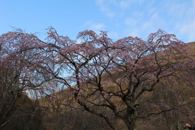 雨の予報の週末だったが、降られる前に天城山(万二郎岳、万三郎岳)に登頂することができ、大室山で桜を見てから熱海で久々に温泉につかる。日曜は雨の中訪れた伊豆山神社を起点に「走り湯」まで階段を往復し、よく歩いた旅行だった。