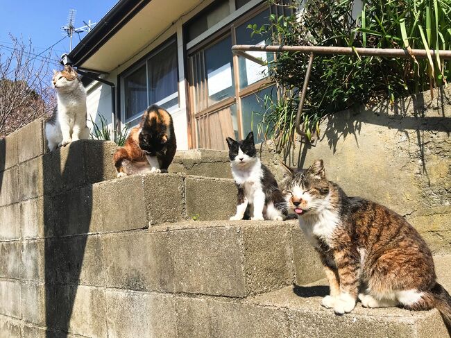 二つのあいのしま(相島と藍島)へ…ネコ時々観光の福岡旅【3】幸せ時間いっぱいの藍島と小倉編