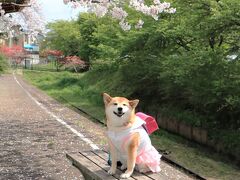 満開の桜も散り花も美しい♪稲武瑞龍寺の枝垂桜♪、旧三河線廃線跡の桜と笑うワンちゃん♪＆平戸橋公園の桜♪