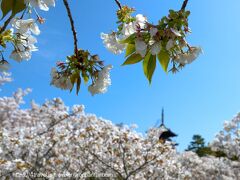 桜　サクラ　sakura を追って