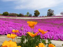 「八王子山公園」の芝桜とネモフィラ_2021_どちらも見頃になりました（群馬県・太田市）