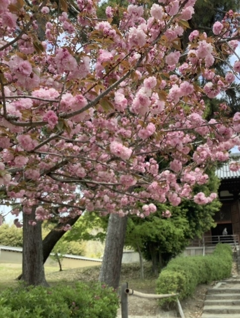 桜も葉桜になりお天気がいいのも今日までのようです。<br />お出かけが続いていますがGWはお仕事が入ってるので行けるうちに出かけたいと夫が言うので近場でドライブしてきました。