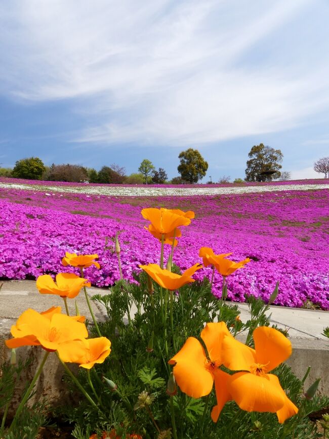 太田市の「八王子山公園」へ行きました。芝桜とネモフィラはほぼ満開、ポピーは２割くらい咲いていましたが、サクラは散り終わりでした。（エドヒガンザクラの花は、まだ残っていました。）<br /><br />太田市観光物産協会のホームページには「北部運動公園」の名前で紹介されており、「八王子山公園」は愛称、と書かれています。<br />一方、太田市のホームページには、八王子山公園（太田市北部運動公園）と標記されています。<br /><br />近くには、「八王子山墓園」と「八王子農園」がありますが、「八王子山公園」とは異なります。