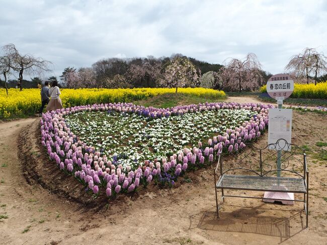 ちょうど１週間前、尾道と世羅町でお花見散歩をしました。<br />この時が今年最初で最後のお花見だろうと思っていました。<br />しかし世羅町で枝垂れ桜が満開だという情報をキャッチし、再び世羅町へお花見散歩へ出掛けて来ました。<br />まさか２週連続で世羅町に行くとは・・・。<br /><br />世羅町からの帰り道にもう一カ所、三次市「美波羅川の千本桜」を見学。<br />ここはローカル番組で紹介されていたのを見て、行く事を決めました。<br />ここはソメイヨシノなので散り始めていましたが、ギリギリ楽しむ事が出来ました。<br /><br />