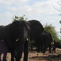 王道～南アフリカ、ジンバブエ、ザンビア、ボツワナの旅①～