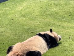 和歌山旅行～パンダと熊野と松阪牛～