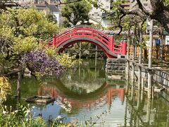 亀戸天神社　藤まつり☆藤と赤い橋とスカイツリー
