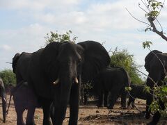 王道～南アフリカ、ジンバブエ、ザンビア、ボツワナの旅①～