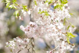 半木の道の枝垂桜は、葉桜多しでした　2021.4.11
