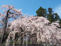 春爛漫　京都・近江の桜旅（１）弾丸で見てきた醍醐の桜＆おまけの勧修寺と東寺