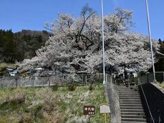 樹齢1200年、ご長寿桜第三位は今年も美しい姿!