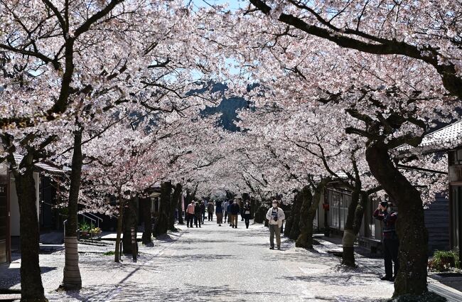 新庄村のがいせん桜。旧出雲街道の宿場町跡の道沿いに植わっている桜並木だ。日露戦争の戦勝を祝って植えられた132本の桜がアーケードのよう。落ち着いた町並みだが、一年のうち桜が咲く期間だけは「がいせん」を連想するような華やかな雰囲気に包まれる。コロナ禍で桜祭りは中止になったが、花は例年と変わらず咲き誇っていた。中山間地から山間地にある真庭・新庄は一カ月間にわたって花見が楽しめる「ひとつきの桜」で知られるが、ロングランの花見を締めくくる散り始めのがいせん桜を満喫した。