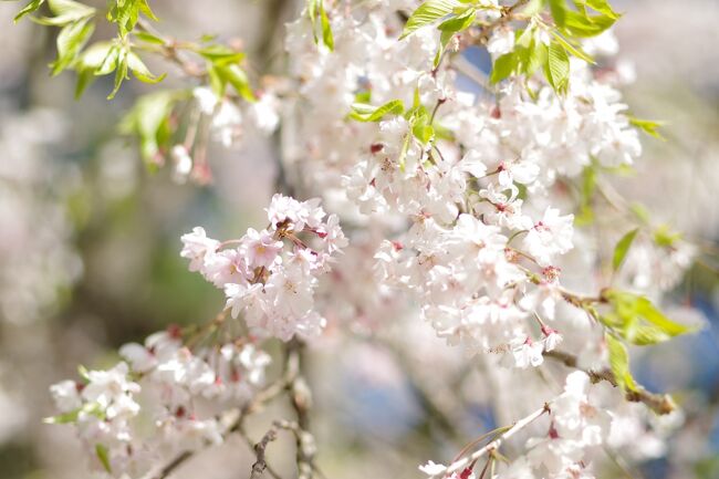 もう葉桜のこの時期。桜の時期はマイカー乗り入れ禁止の原谷苑はこのご時世、シャトルバスの運行を取りやめているため、予約制でマイカーで行けるということでしたが、小山です。膝痛の母には厳しいなぁと。<br /><br />半木の道の枝垂れ桜はまだ咲いているという情報。ここだと膝痛の母でも大丈夫だなと母と出掛けてきました。