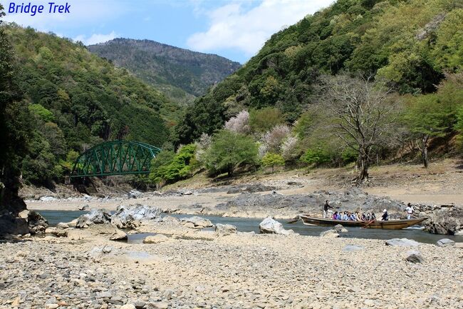 今回は京都にマンボウが出る前に、保津川沿いの舟曳道に行ってきました。山陰本線の旧線は嵯峨野観光鉄道に引き継がれ、営業を続けていますが、保津川橋梁や清瀧隧道等、山陰本線の前身の一つ、京都鉄道開業時の貴重な遺産が残っており、以前からひと目観てやろうと装備を整える等準備を進めていました。<br /> 亀岡から嵐山へ舟に乗り風光明媚な保津峡を下る『保津川下り』は有名ですが、その舟を亀岡へ戻すのに使われていた旧道が舟曳道です。1949年(昭和24年)からはトラック輸送に切り替わり、別の道路を通りますが、それまでは川沿いの舟曳道を船頭さんが舟を引っ張って運搬していたそうです。<br /> 廃道となった今は、少し難易度の高いトレッキングルートとして多くの人を惹きつけています。初心者の私にはゴールのトロッコ保津峡駅まで辿り着けるか不安で、中々ここへ踏み入る決断ができませんでしたが、「難しそうなら無理せず引き返そう」くらいの気持ちで今回行ってきました。 <br /><br />※この場所は滑落等により死亡する可能性もある非常に危険な箇所が連続しています。安易に真似せず、水量や天候を確認し自分の体力・筋力・装備・経験等に見合ったトレッキングを楽しみましょう。
