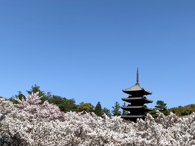 1月に憎っくきコロナのお陰でキャンセルした京都旅行のリベンジで。。<br />4月4日~6日の二泊三日で京都へ桜を楽しみに。。。。<br />でも今年は早咲きで。。ピークを過ぎていて(ーー;)<br />まぁ気を取り直して!!ならば花より団子!!食べるぞぉ~って。。<br />でも初日は午後から雨で(ーー;)<br />そんなこんなでスタートした京都でしたが2日目と最終日は気持ち良く晴れました(´▽`)<br />色々と情報をくださったトラベラーの皆さん、ありがとう御座いました!!<br /><br />2日目のランチは嵐山の”儘”さんで美味しいイタリアンを堪能してランチ後は嵐電に乗って、この時期に有名な仁和寺の御室桜を見に行きます。。<br />仁和寺の桜は見事に満開で圧倒されました(´▽`)<br />その後はトラベラーyokoさんの旅行記を見て行きたかったクリケットさんでモリモリなフルーツパフェを頂いて♪大満足で平野神社へ。。<br />桜ってピンクだと思っていたら。。なんと緑色の桜が(@_@)<br />平野神社でお参りして桜を堪能後は北野天満宮へお参りに。。<br />ディナーはcafe&restaurantの輪さんへ。。<br />ちょっと映え~な食事を頂きました♪<br /><br />あちこち回って忙しない感じになってしまいますが、最後までお付き合い頂きご覧下さい。<br />