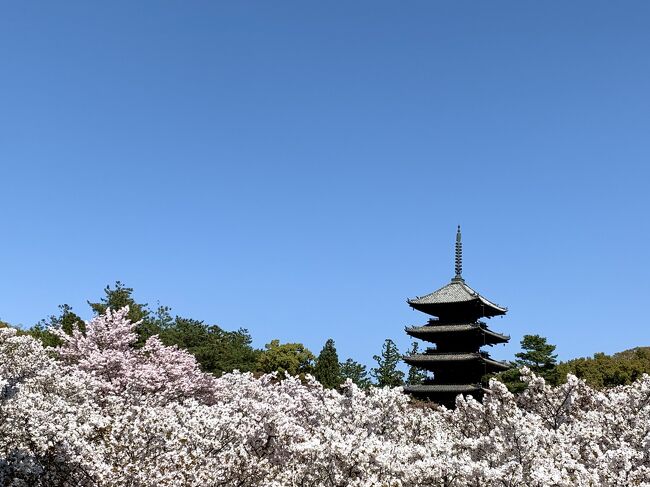 花より団子IN京都.。o○　仁和寺の御室桜に圧倒されて平野神社で緑の桜？(@_@)　ﾌﾙｰﾂﾊﾟﾌｪに大満足♪　2日目後編　嵐電でGO!!　