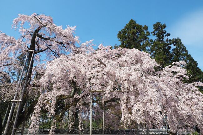 昨年紅葉を見に出かけて以来、旅らしい旅もできないまま季節は進み、桜のシーズンに。インスタ上にも各地の桜の写真があふれ出し、神奈川の緊急事態宣言も解除されたことから「そうだ京都行こう」のフレーズそのままに、思いつきで醍醐の桜を日帰りで見に行ってきました。