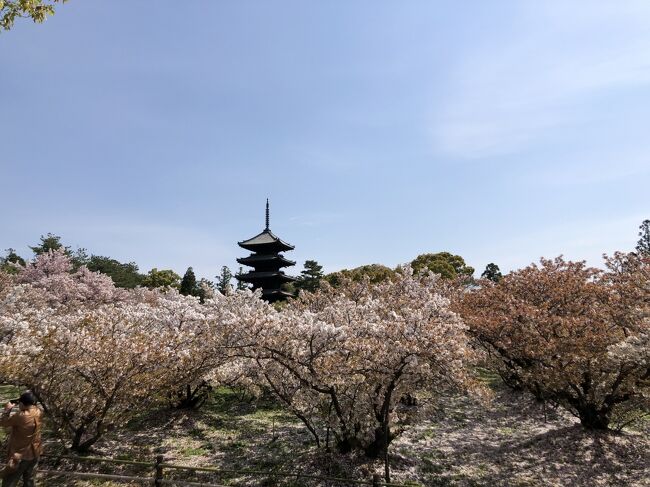 奈良ポケモンマンホール巡りをしたのち　京都に帰ってきました。<br />京都国立博物館で　特別展を見学<br />翌日は　美しくキラキラになった金閣寺　花の仁和寺　京都御所、<br />京都鉄道博物館で　SLを見ました。