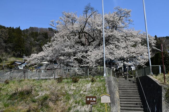 日本の桜 ベスト20 ご長寿桜(ニッポン旅マガジン)第三位の素桜神社の神代桜。素戔嗚尊（すさのおのみこと）がこの地で休んだときに、持っていた桜の杖を池の畔に挿したものが成長したという伝説の桜。昨年より10日早く満開となっている。平日だったが県外ナンバーの車が訪れていた。老木にもかかわらず今年も立派に美しい花を見せてくれた。来年もがんばれ～