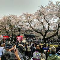 甲斐・駿河の桜(その4)