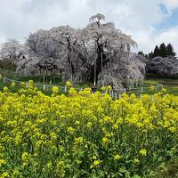 小雪舞う三春滝桜と米沢観光