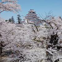 日中線跡と鶴ヶ城の桜２０２１