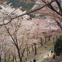 令和3年コロナに負けず京都・奈良の桜の下を歩きたい！その3、吉野山編（2021年4月8日、5泊の旅）