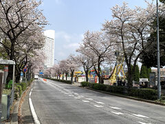 横浜みなとみらい桜見物