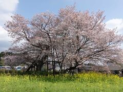 仮宿の下馬桜を見て来ました 2021.04.02