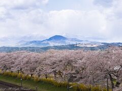 彩豊かな船岡城址&白石川千本桜