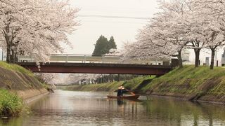 鳥羽川で川から桜を見てきました