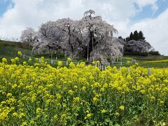 小雪舞う三春滝桜と米沢観光