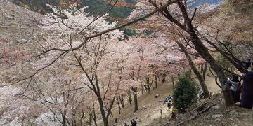 令和3年コロナに負けず京都・奈良の桜の下を歩きたい！その3、吉野山編（2021年4月8日、5泊の旅）