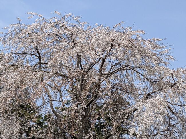 醍醐寺のさくらを愛でに！<br />霊宝館に入ろうか？でも、枝垂れ桜はもう終わってるかな？と思い、、金堂の有る方に先に行きました。なんと3年ほど前から、入場料は3箇所全部払いになっていた。（笑）そう選べないのです。ここ4～５年はあまりの人の多さに、来ていなかったので知らなかった！！前は一箇所づつで、入りたい所だけだったのです（笑）<br />なので１５００円払って全部入れるのです。<br />だと全部入らなソンソン（笑）<br />と、言うことで霊宝館に入りました。