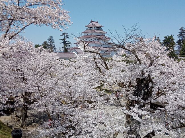 桜の季節の3週連続桜を見る会の3週目。<br /><br />2月末に行った鶴ヶ城が印象に残っていて、鶴ヶ城の桜がメインイベント。<br />その時に(電車の本数が少なくて断念した)喜多方ラーメンと、米沢の米沢牛を付けました。<br />さらに、道中にある三春の滝桜も満開とのことで、最初に立ち寄りました。<br /><br />初日はこの時期らしい天気の急変。<br />千葉の家を出る時は晴れていて暖かかったのが、<br />東北に入ったら小雪舞う天気。<br /><br />スノーソックスは買ってあったので、<br />積もらない限りは大丈夫だろうと思い、ある程度強気に突っ込んでみました。<br /><br />この旅行記は後半。米沢観光・喜多方ラーメンを食べるつもりが、まさかのきれいな桜との遭遇・鶴ヶ城の観光が中心です。