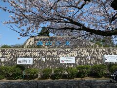 桜満開の鯖江市西山公園