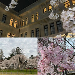 京都で桜を見る春旅。